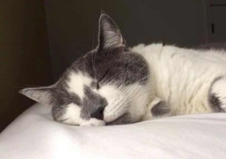 Senior Dillan Alspaugh’s cat, Cookie, on her bed. Photo on Aug. 29, 2017.