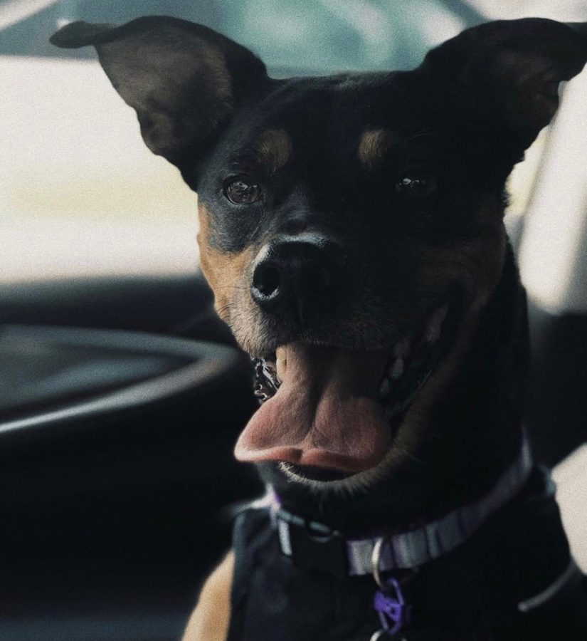 Senior Ciarnan McElhenie’s dog, Penny, rides in her car. Photo on June 17, 2018.