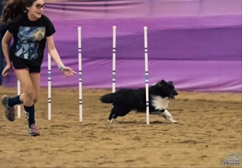 Emma guides her dog, Finn, as he weaves through poles in the nationwide 2017 NADAC competition.