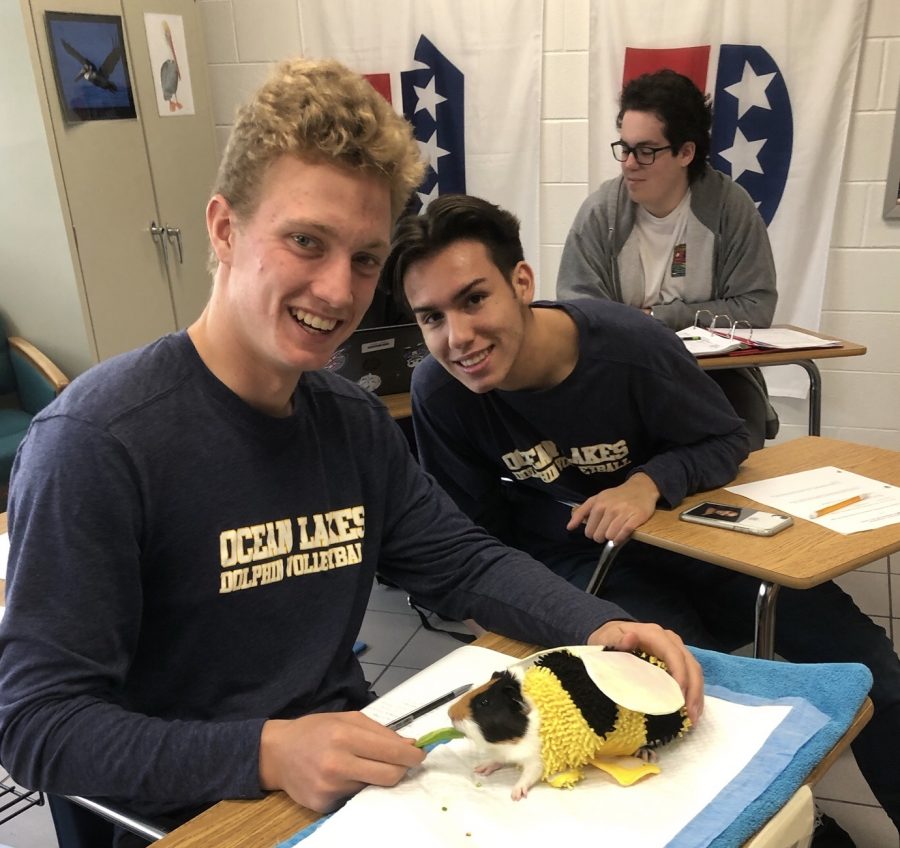 Seniors Ben Schroeder (left) and Tony Velzquez (right) smile with Sandie in her bumblebee costume on Oct. 31, 2019 in room 152. 