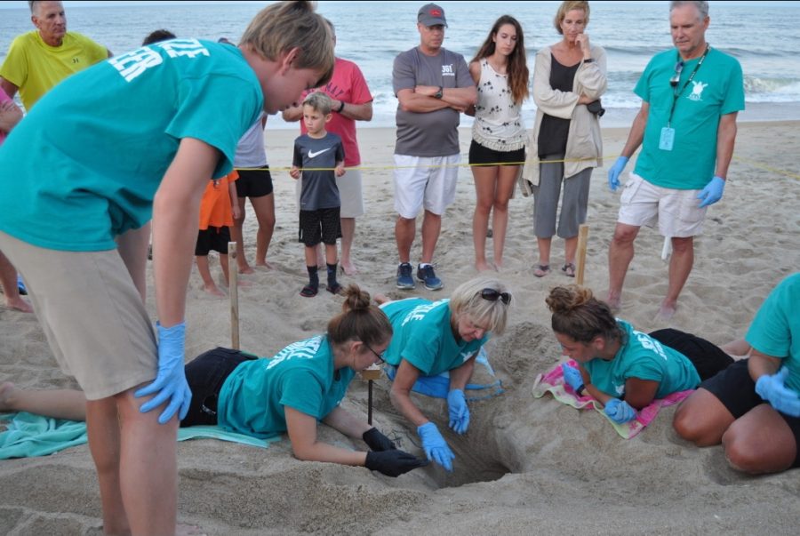 Ashby King and other NEST volunteers excavate sea turtle nest on Jul. 30.