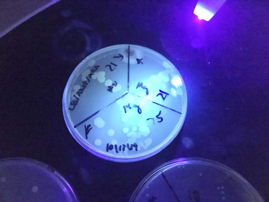 Bacteria glowing under a UV light due to a protein as part of Robert’s academy senior project.