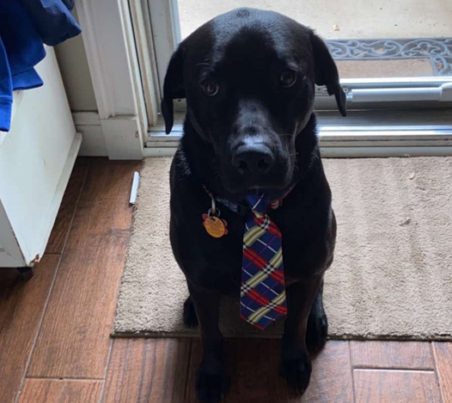 Buddy Bishop, sporting a fancy tie, looks up at his owner, Cooper Bishop, in the front foyer of his house. Photo: Cooper Bishop 