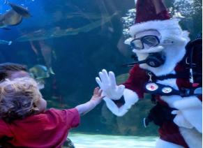 Santa scuba dives into the shark tank and interacts with guests inside the Virginia Aquarium on Dec. 16, 2022. 