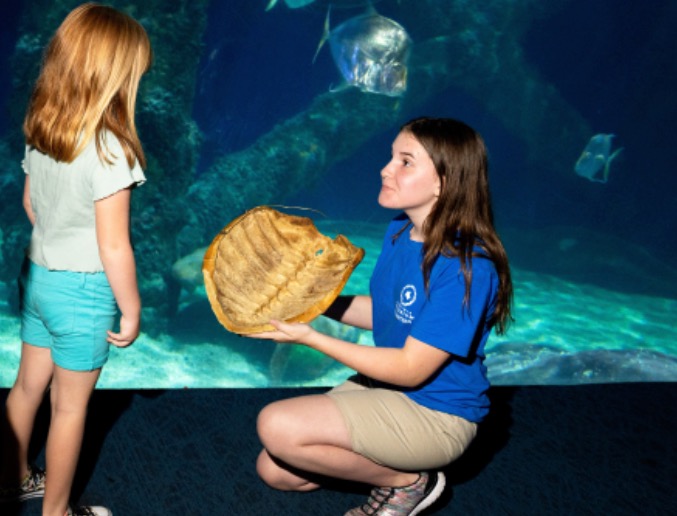 A youth volunteer at the Virginia Aquarium shows a sea turtle shell to a young guest.