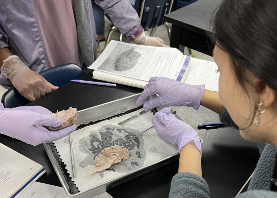 Sophia Avellaneda and Haven Major work together to slice into a sheep brain in Andrew Bedingers 2B Anatomy class on Feb. 2, 2023