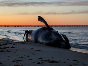 The endangered right whale washed up on Bay Lake Pines Beach on Feb. 13, 2023.