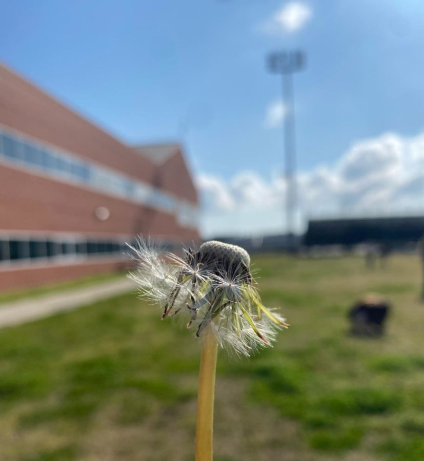 White dandelions or puffballs are a common weed that sprouts around spring time. This particular photo was taken on March 29, 2023 at Ocean Lakes High School.