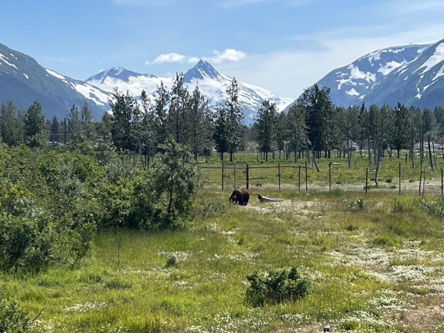A+Brown+Bear+roams+around+the+Alaska+Wildlife+Conservation+Center+on+July+2%2C+2022%2C+in+Girdwood%2C+Alaska.