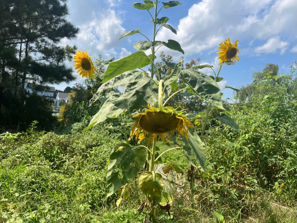 Sunflower In Abous backyard garden dies from heat stress during stages of development on Aug. 25, 2023.