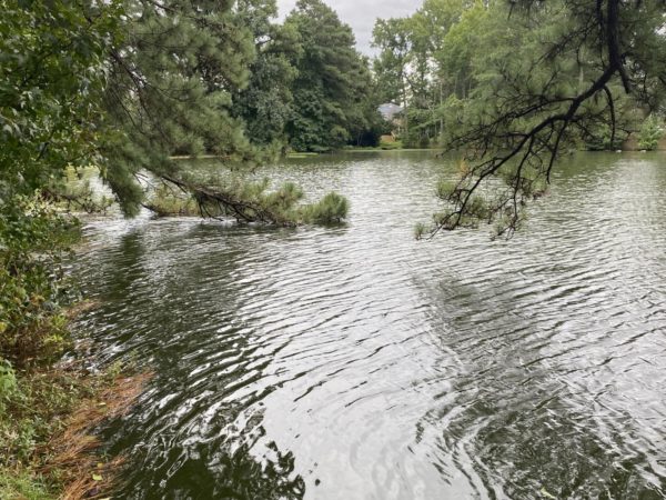 A picture of Witch Duck Bay shows green waters near Pembroke Manor on Sept. 24, 2023, which represents potential contaminants found in lakes.