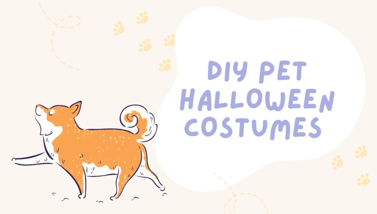DIY pet halloween costumes