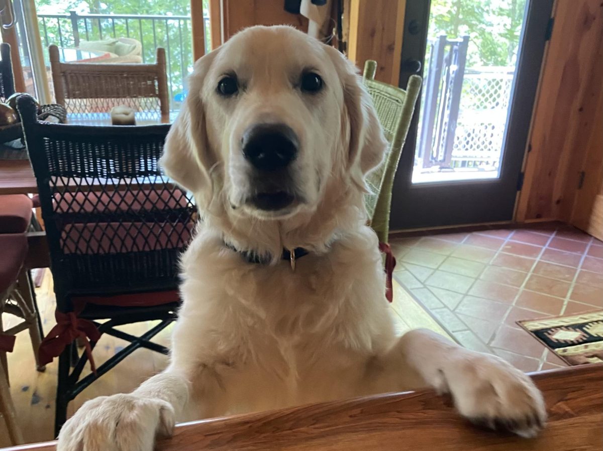 English Teacher Kristi Bayers golden retriever Reesee Rosie hops up on the kitchen counter on her gotcha day on August 13, 2023. Bayer shares foods like sweet potato, apples, pears, watermelon, cantaloupe, but she avoids citrus foods.
