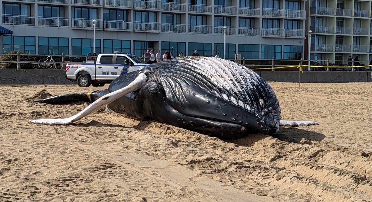 The+whale+lays+lifeless+on+its+back+after+being+taped+off+by+Virginia+Beach+police+on+March+3%2C+2024+at+the+Virginia+Beach+Oceanfront.%0A