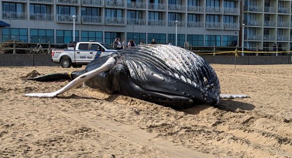 The whale lays lifeless on its back after being taped off by Virginia Beach police on March 3, 2024 at the Virginia Beach Oceanfront.
