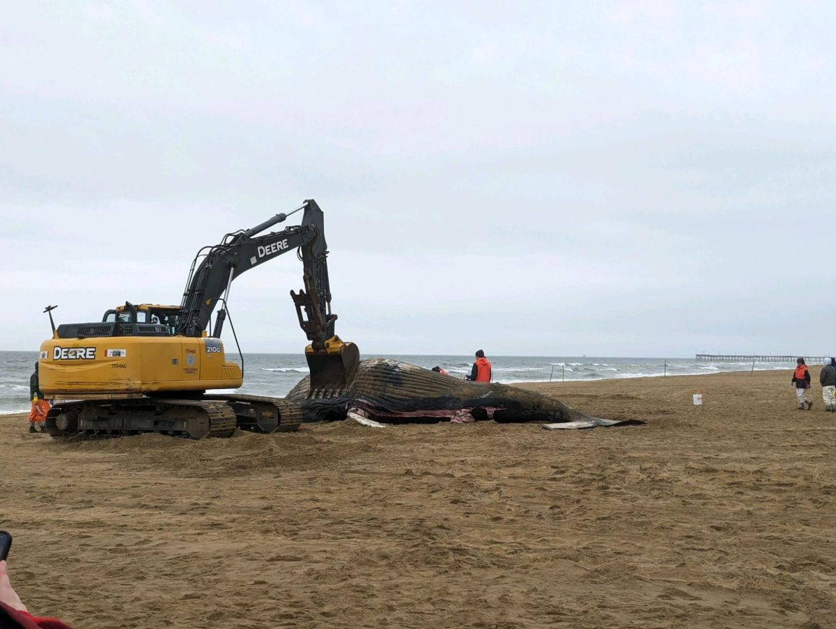 An excavator investigates the beached whale at the Virginia Beach Oceanfront on March 3, 2024.