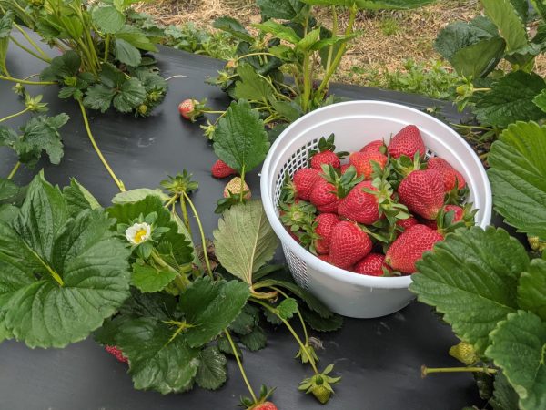 Freshly picked strawberries displayed in a bucket after a long day of scavenging at Cullipher Farm on April 19, 2024.
