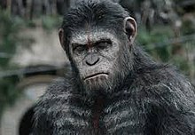 (Caesar (Planet of the Apes)/Wikipedia/CC BY-SA 4.0)

Caesar, the protagonist of the first three Planet of the Apes movies, stares at a human civilization in “Dawn of the Planet of the Apes” (2014). He brings his ape army to send a threat.
