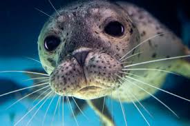 Monty, the harbor seal, swims up to the camera in his outdoor exhibit. Photo used with permission by the Virginia Aquarium and Marine Science center. 
