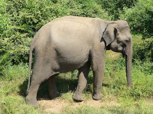 An African elephant grazes in its natural habitat. Following a recent drought, the killing of over 200 African Elephants has been approved by the Zimbabwe government. (Elephant at Udawalawe National Park/Ji-Elle/Wikimedia Commons/CC BY-SA 3.0)
