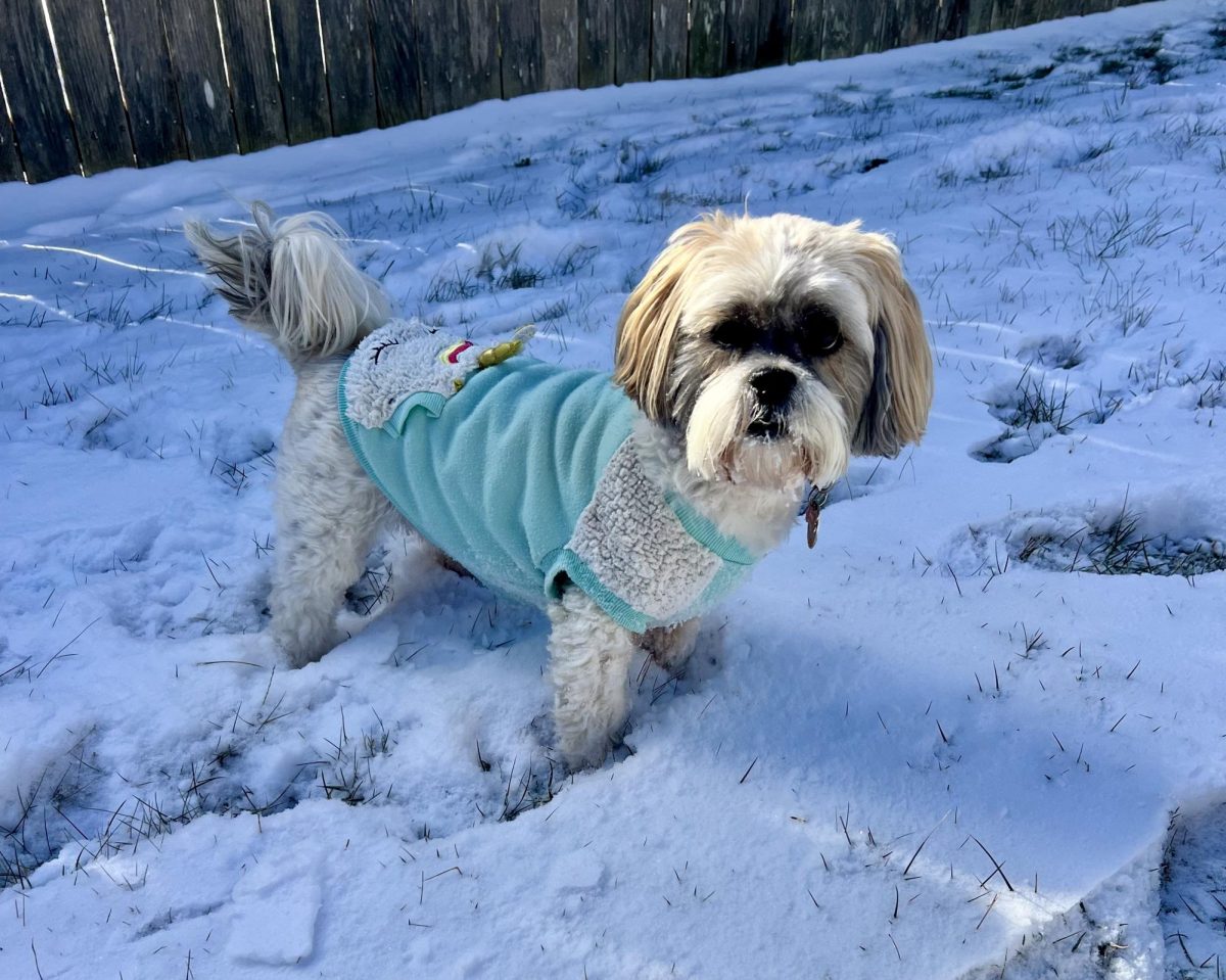 A neighborhood dog enjoys a snowy walk on Jan. 23, 2025. Some dogs tend to enjoy activities such as running, jumping and playing in the snow. 
