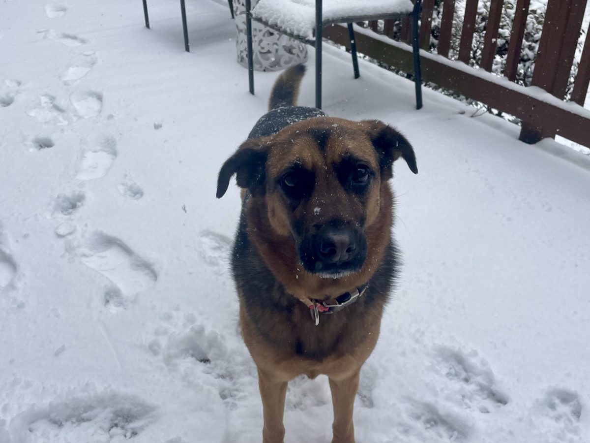 A neighborhood dog enjoys a snowy day on Feb. 19, 2025. Some dogs tend to enjoy activities such as running, jumping and playing in the snow. 