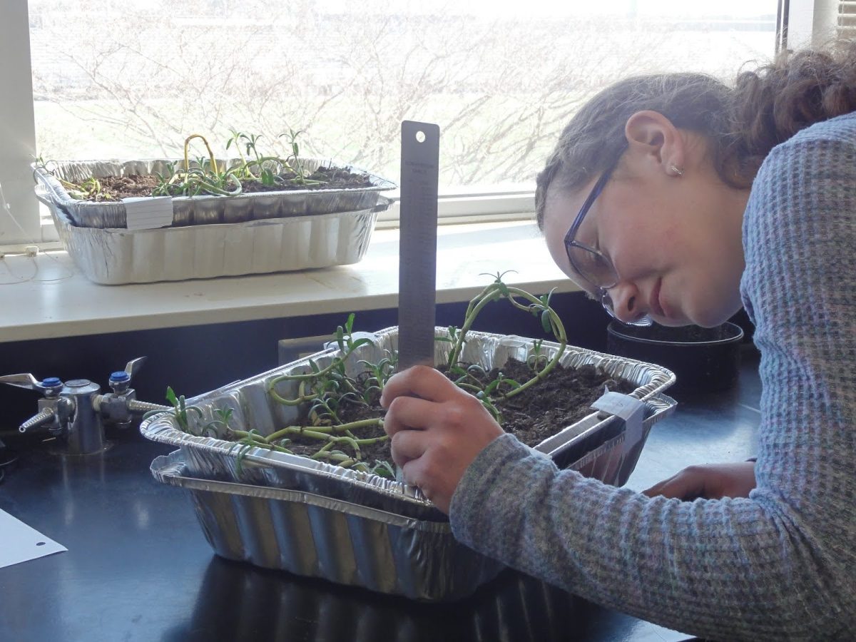 Esther Gammill measures the height of her roma tomato plants in Jeremy Schratweiser’s room on Jan. 20, 2026. By doing so, she was able to document their growth and gather data for her science fair project. 