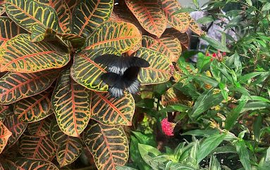 Two butterflies rest on a plant at The Key West Butterfly and Nature Conservatory in Key West, Fla., on April 9, 2026. This conservatory is a popular tourist destination during spring break highlighting 60 different types of butterflies.
