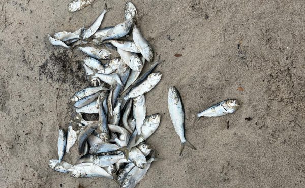 Piles of menhaden were found all over the Brock Environmental Center on March 9, 2026. Fishermen in the area used these fish as bait since they were already deceased.
