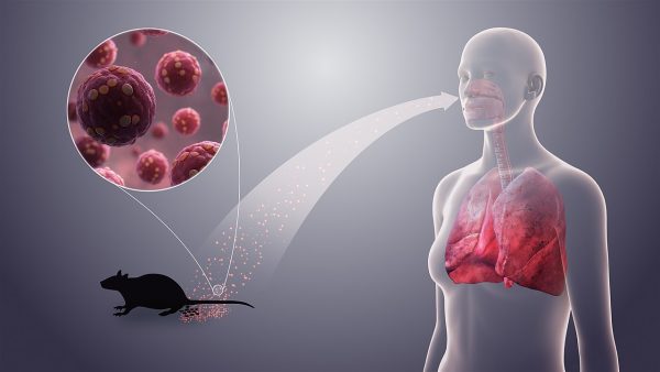 Pictured is a 3D medical animation still showing the hantavirus. It shows how the virus is spread through inhaling dried rodent urine, droppings or saliva. (Hantavirus / Cynthia S. Goldsmith, Luanne H. Elliott / Wikimedia Commons / CC BY-SA 4.0)